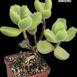 Cotyledon tomentosa (6x6)-2560(96)