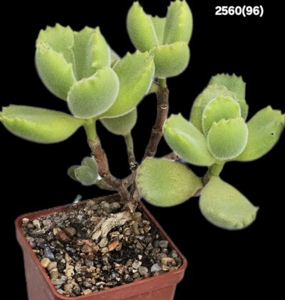 Cotyledon tomentosa (6x6)-2560(96)