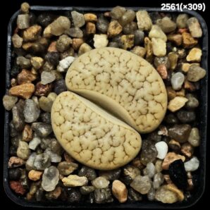 Lithops hybrid gracilidelineata -xC 309 (5x5)-2561(x309)