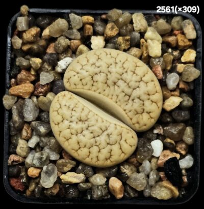 Lithops hybrid gracilidelineata -xC 309 (5x5)-2561(x309)