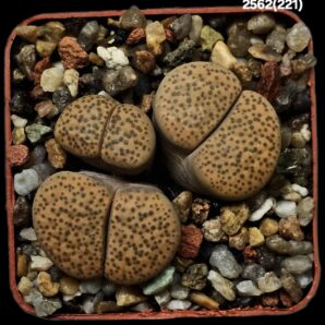 Lithops fulviceps -C 221 (3h)(5x5)-2562(221)