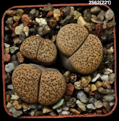 Lithops fulviceps -C 221 (3h)(5x5)-2562(221)