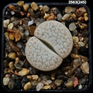 Lithops pseudotruncatella ssp. dendritica (syn. farinosa) -C 245 (5x5)-2563(245)
