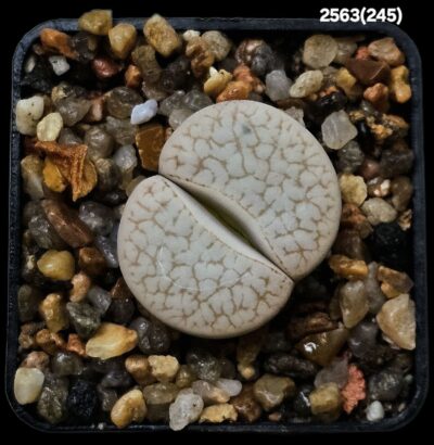 Lithops pseudotruncatella ssp. dendritica (syn. farinosa) -C 245 (5x5)-2563(245)