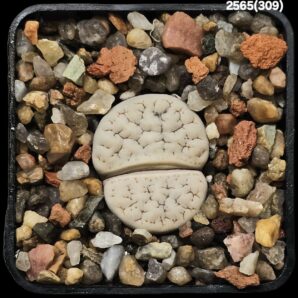Lithops gracilidelineata (fa.) -C309 (5x5)-2565(309)