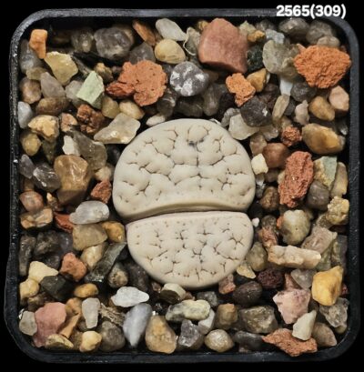 Lithops gracilidelineata (fa.) -C309 (5x5)-2565(309)