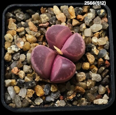 Lithops optica cv. Rubra (F3) (2h) -MG 1685.5 (5x5)-2566(512)