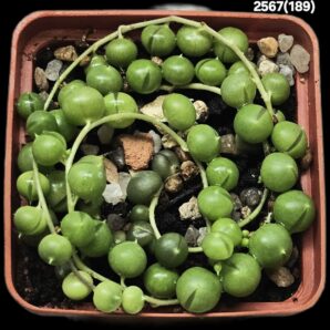 Senecio rowleyanus (6x6)-2567(189)