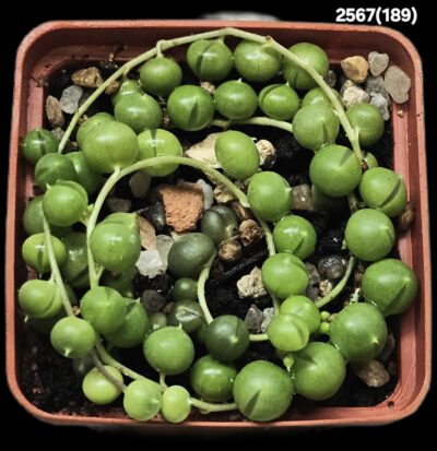 Senecio rowleyanus (6x6)-2567(189)