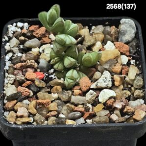 Braunsia maximiliani (5x5)-2568(137)