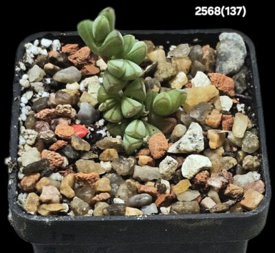 Braunsia maximiliani (5x5)-2568(137)