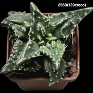 Faucaria tuberculosa `Aranami` (croco fa.) (5x5)-2569(139)