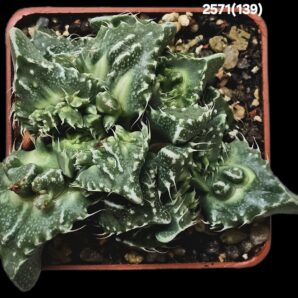 Faucaria tuberculosa `Aranami` (croco fa.) (7x7)-2571(139)