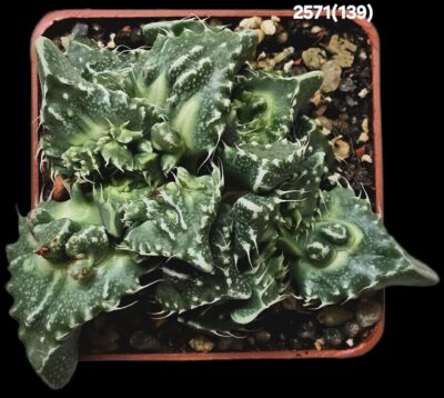 Faucaria tuberculosa `Aranami` (croco fa.) (7x7)-2571(139)