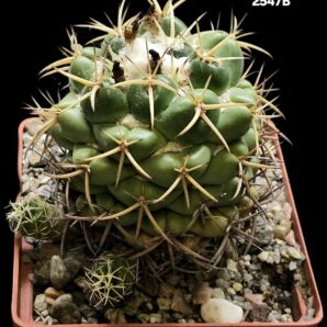 Coryphantha sulcolanata -GK (10x10)-2547B