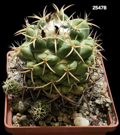 Coryphantha sulcolanata -GK (10x10)-2547B