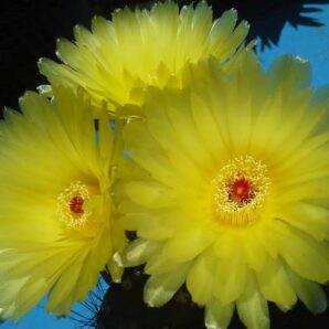 NOTOCACTUS OTTONIS