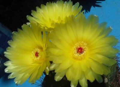 NOTOCACTUS OTTONIS