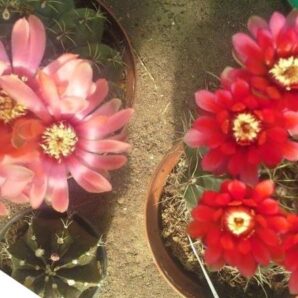 gymnocalycium baldianum суміш