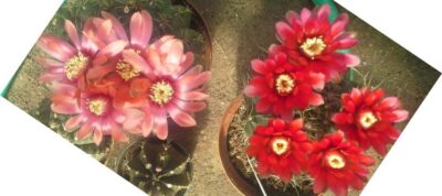 gymnocalycium baldianum малиновий