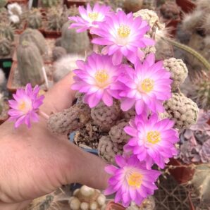 Mammillaria theresae -насіння-seeds-