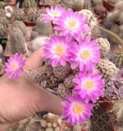 Mammillaria theresae -насіння-seeds-
