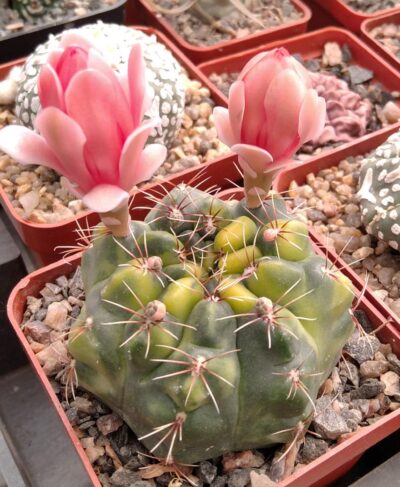 Gymnocalycium baldianum f. variegata -насіння-seeds- - Зображення 2