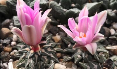 Ariocarpus kotschoubeyanus - Зображення 2
