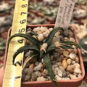 Ariocarpus agavoides v.sanluisensis