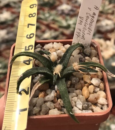 Ariocarpus agavoides v.sanluisensis