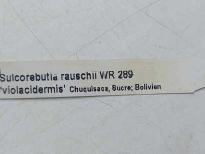 Sulcorebutia rauschii 'violacidermis' WR 289 - Зображення 4