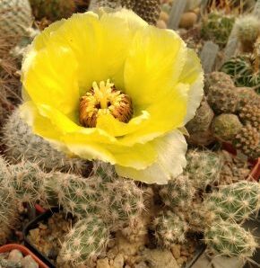 Cumulopuntia bulbispina -пагони-