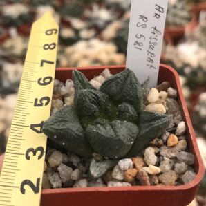 Ariocarpus fissuratus
