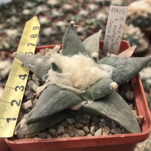 Ariocarpus retusus