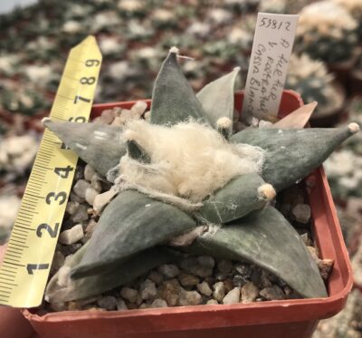 Ariocarpus retusus