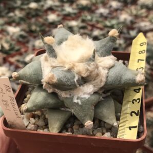 Ariocarpus retusus