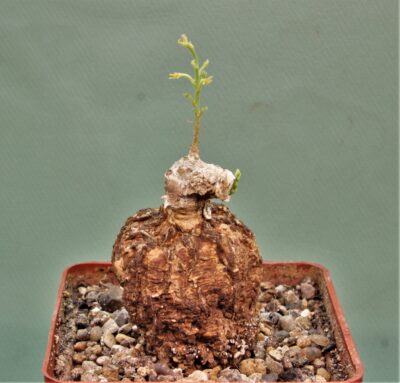 adenia-aff.-stenodactula-madibira-tanzania-4