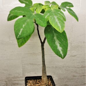adenia-ecirrosa-madagascar-1