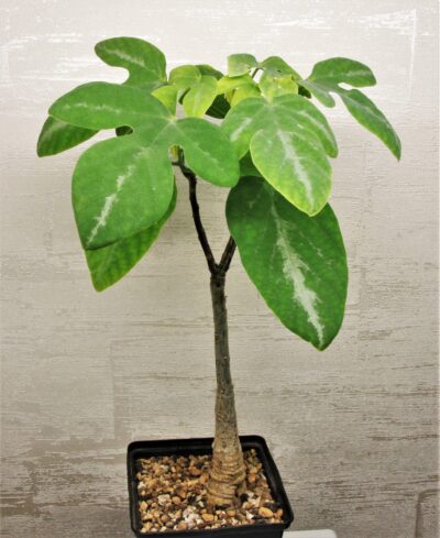 adenia-ecirrosa-madagascar-1