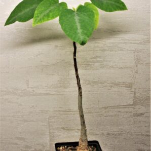 adenia-ecirrosa-madagascar-2.