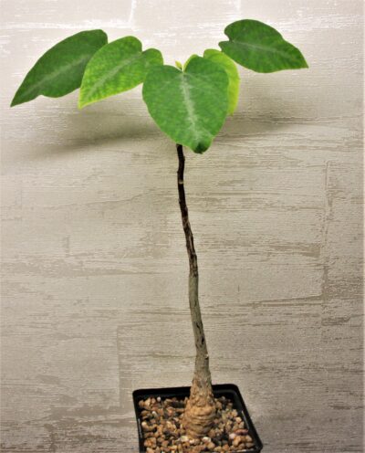 adenia-ecirrosa-madagascar-2.