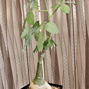 adenia-glauca-1