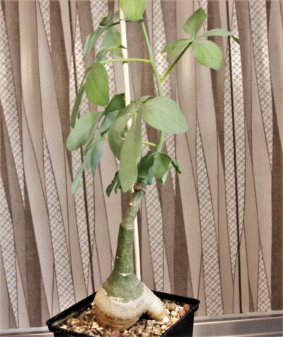 adenia-glauca-1
