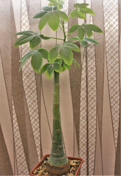 adenia-glauca-3