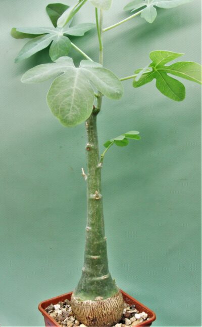 adenia-glauca-4.