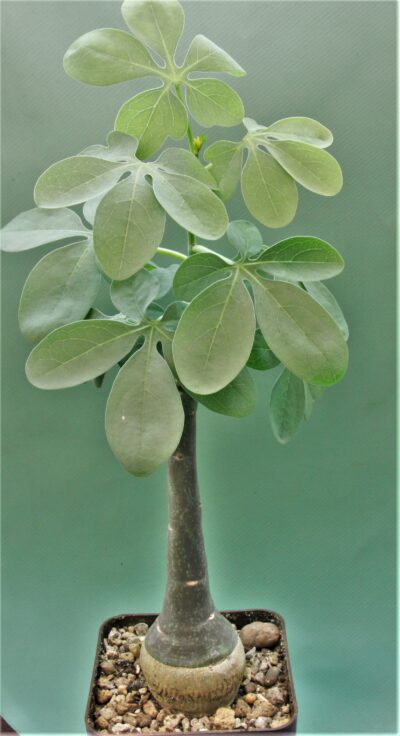 adenia-glauca-5