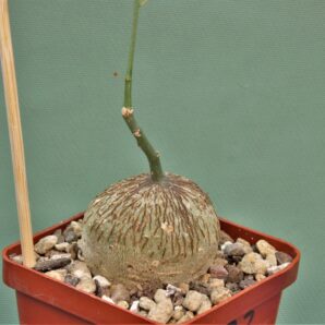 adenia-kirkii-arabuko-sokoke-kenya-1
