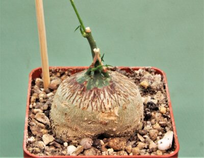 adenia-kirkii-arabuko-sokoke-kenya-2