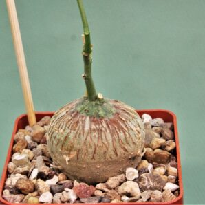 adenia-kirkii-arabuko-sokoke-kenya-3