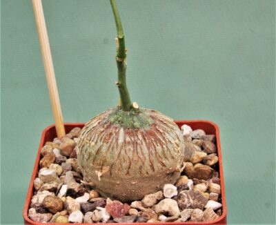 adenia-kirkii-arabuko-sokoke-kenya-3